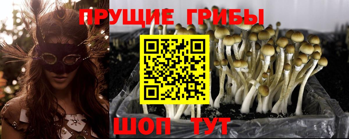 Ангарск  Псилоцибиновые грибы Psilocybine cubensis  Вход с VPN  Псилоцибиновые грибы мицелий 